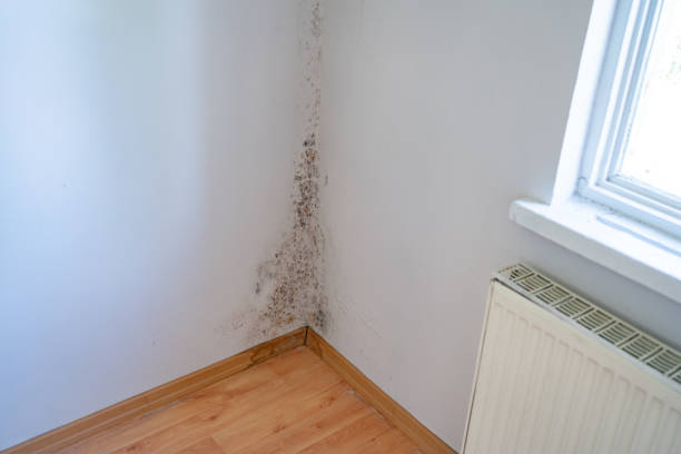 Mold growth on the corner of an interior wall during inspection